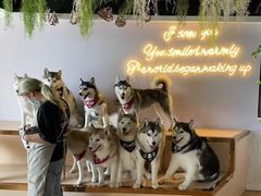 -Husky Go! 哈士奇体验馆·宠物咖啡厅狗咖