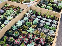 -卜蜂莲花(杨高南路店)