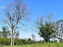 -白鹭湾湿地公园