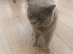 -有猫主题·治愈系猫咖(曾厝垵店)