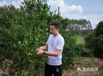 采橘东篱下，悠然见艺韬