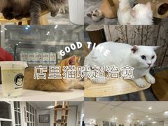 -楼上猫咖(罗湖店)