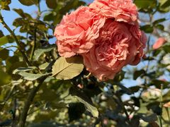 -人民公园(罗湖区)