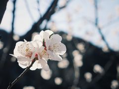 -北京凤凰岭