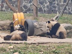 -都江堰中华大熊猫苑