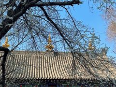 -护国法轮寺