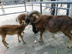 -长白岛森林公园