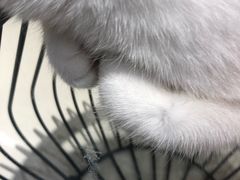-飞行喵MR PILOT|猫舍·猫咖(静安大融城店)