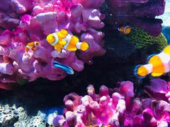 -暹罗海洋世界