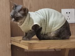 -MOCHA明星猫咖(田子坊店)