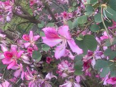 -广东花都湖国家湿地公园