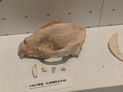 -重庆自然博物馆(新馆)