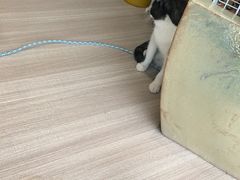 -藏猫猫咖啡主题馆(中央大道店)