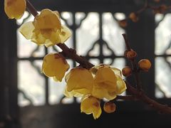 -无锡梅园公园