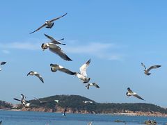 -海驴岛(荣成市)