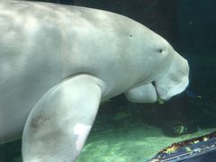 -悉尼海洋生物水族馆