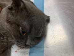 -纳吉亚猫专科动物医院博雅分院