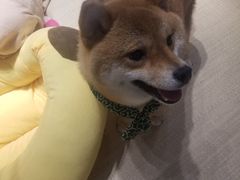 -逗柴咖啡屋·狗咖猫咖宠物桌游