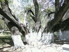 android_upload_pic-宗角禄康公园