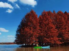 -上海海湾国家森林公园