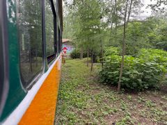 -合肥滨湖国家森林公园