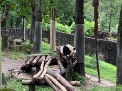 -都江堰中华大熊猫苑