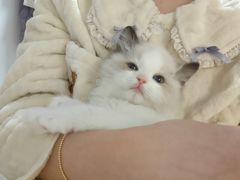 -欣宠猫屋·矮脚拿破仑·蓝金金渐层