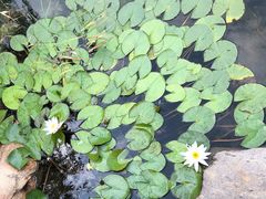 -武清南湖绿博园