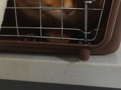 -伟伟宠物医院·CT影像中心·瑞派犬猫综合性门诊(汉口总院)