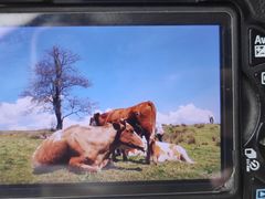 -硗碛藏寨·神木垒景区