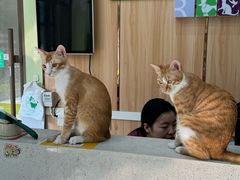 -瑞鹏宠物医院·夜间急症·心超·猫科(祖庙分店)