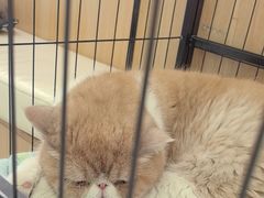 -瑞派长江宠物医院·猫科·外科·24小时夜护(谊城公寓分院)