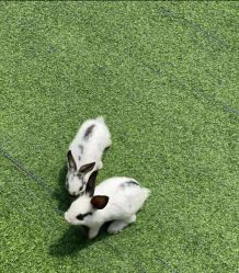 -萌宠亲子动物乐园(槐房万达店)