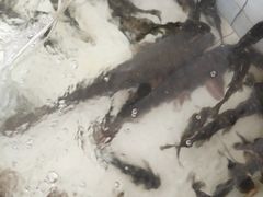 -金台阶鱼馆(于桥水库店)