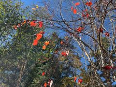 -五营红松林海景区