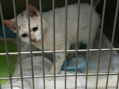 -瑞派·关忠动物医院·异宠专科·犬猫肿瘤·皮肤专科(望京店)