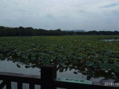 -荷塘月色湿地公园·向阳花洲