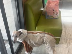 -北京派仕佳德动物医院·超导核磁·CT·神经科·骨科·内外科·急重症管理中心