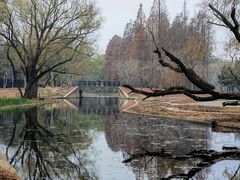 -上海共青森林公园