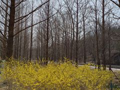 -白水寺森林公园