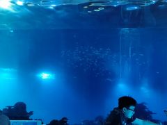 -海棠湾洲际-涛·海底餐厅·美人鱼·自助餐·海底隧道