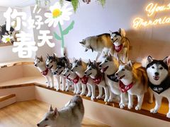 -Husky Go! 哈士奇体验馆·宠物咖啡厅狗咖