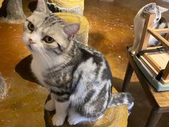 -猫猫幼稚园·撸猫·桌游·电玩