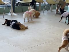 -怪兽屋·羊驼·猫咖·狗咖(俊华广场店)