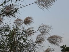 -明仕田园