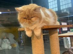 -more than meow吴止猫主题餐厅(承德 中船汇店)