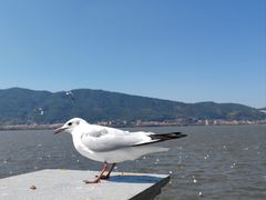 -海埂大坝