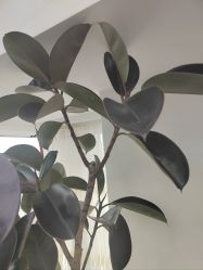 -HEYAN荷妍专业脱毛连锁机构