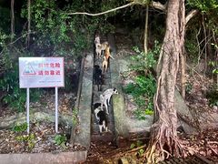 -满記土窑烧鷄波浪山莊