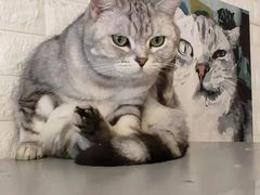 -平行世界·猫咖(首经贸店)